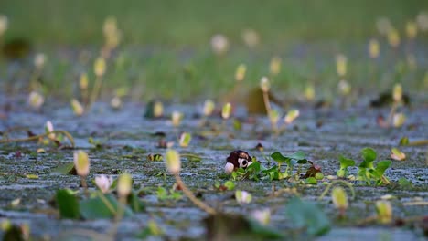 pheasant tailed jacana in nest on eggs