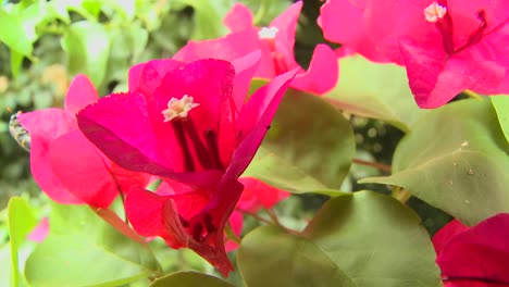 bougainvillea flowers bloom in a tropical rainforest 1