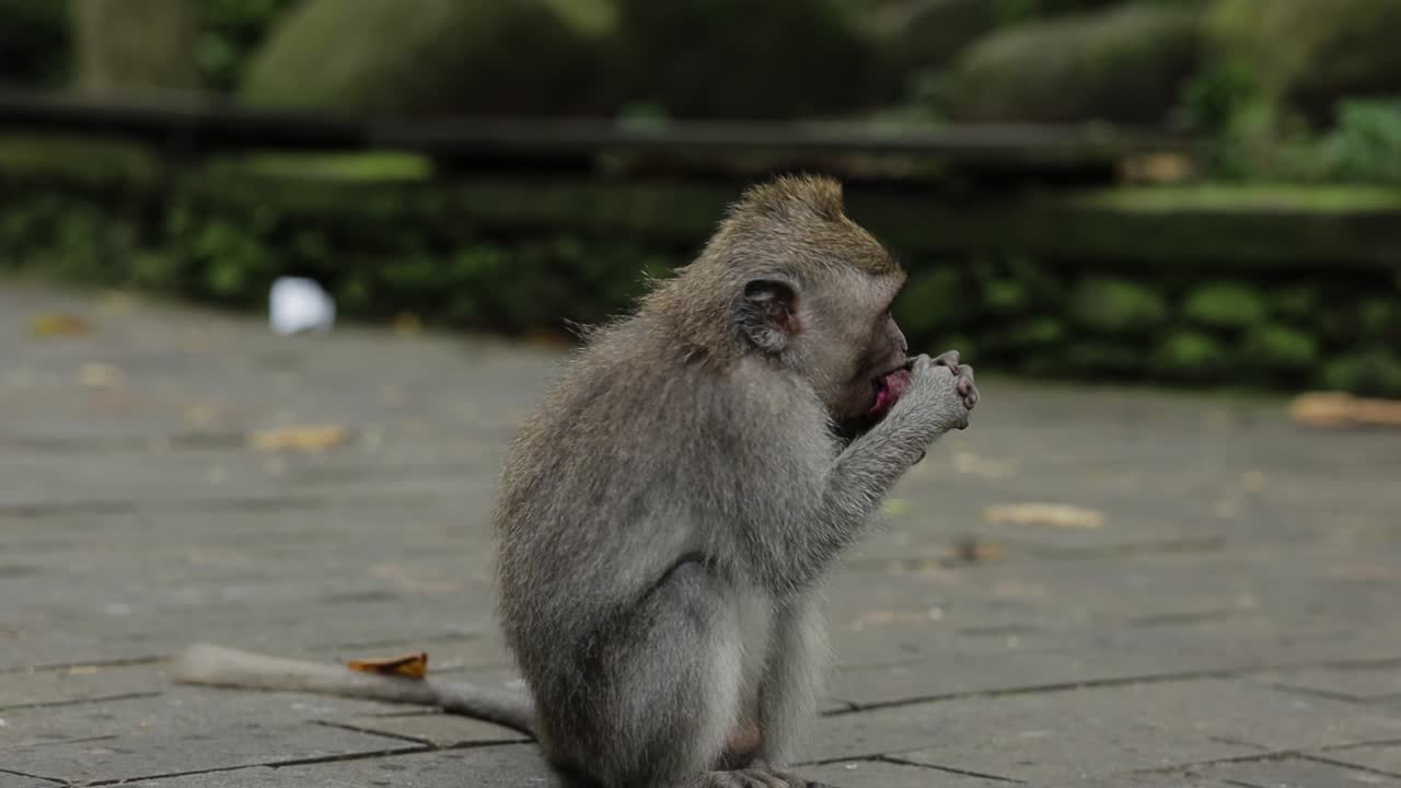 un mono gris está comiendo fruta en una calle de hormigón y luego se va tras ella