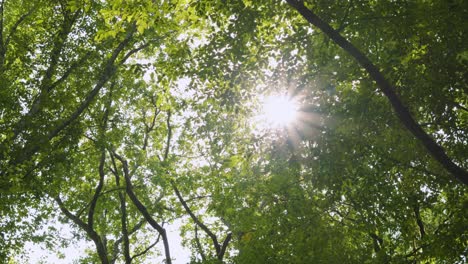 sun lens flare peeking through trees as a camera moves through dense woodland forest area 4k