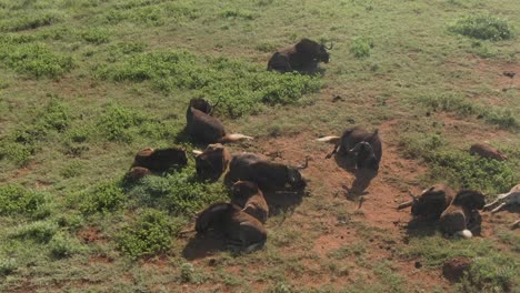 Drone-aerial,-Wildebeest-herd-laying-with-babies-in-the-wild-on-a-green-savannah