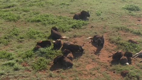 Drohnenantenne,-Gnusherde-Liegt-Mit-Babys-In-Freier-Wildbahn-In-Einer-Grünen-Savanne