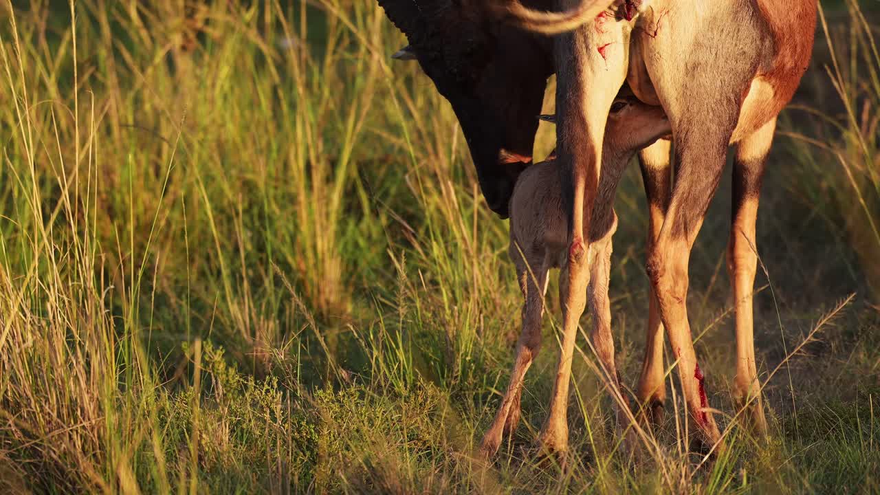 Slow Motion Shot of Newborn baby cute Topi need for protection clsoe to mother, important conservation for young generation, Maasai Mara National Reserve, Kenya, Africa Safari Animals in Masai Mara