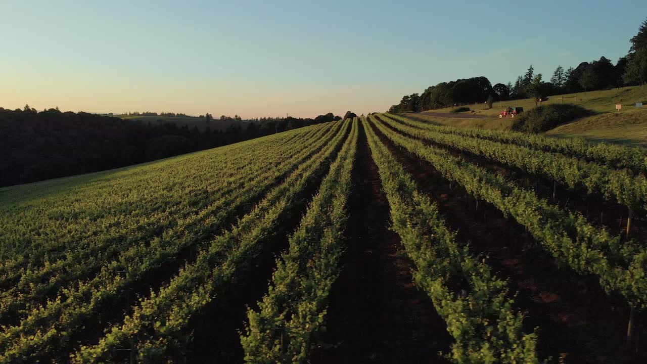 imágenes aéreas en una puesta de sol de viñedo