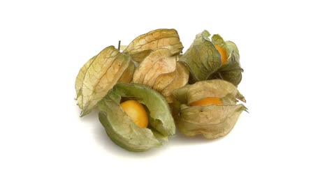 physalis isolated