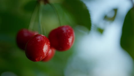 wet sweet cherry fruit hanging tree close up. drop condensing on bright berry.