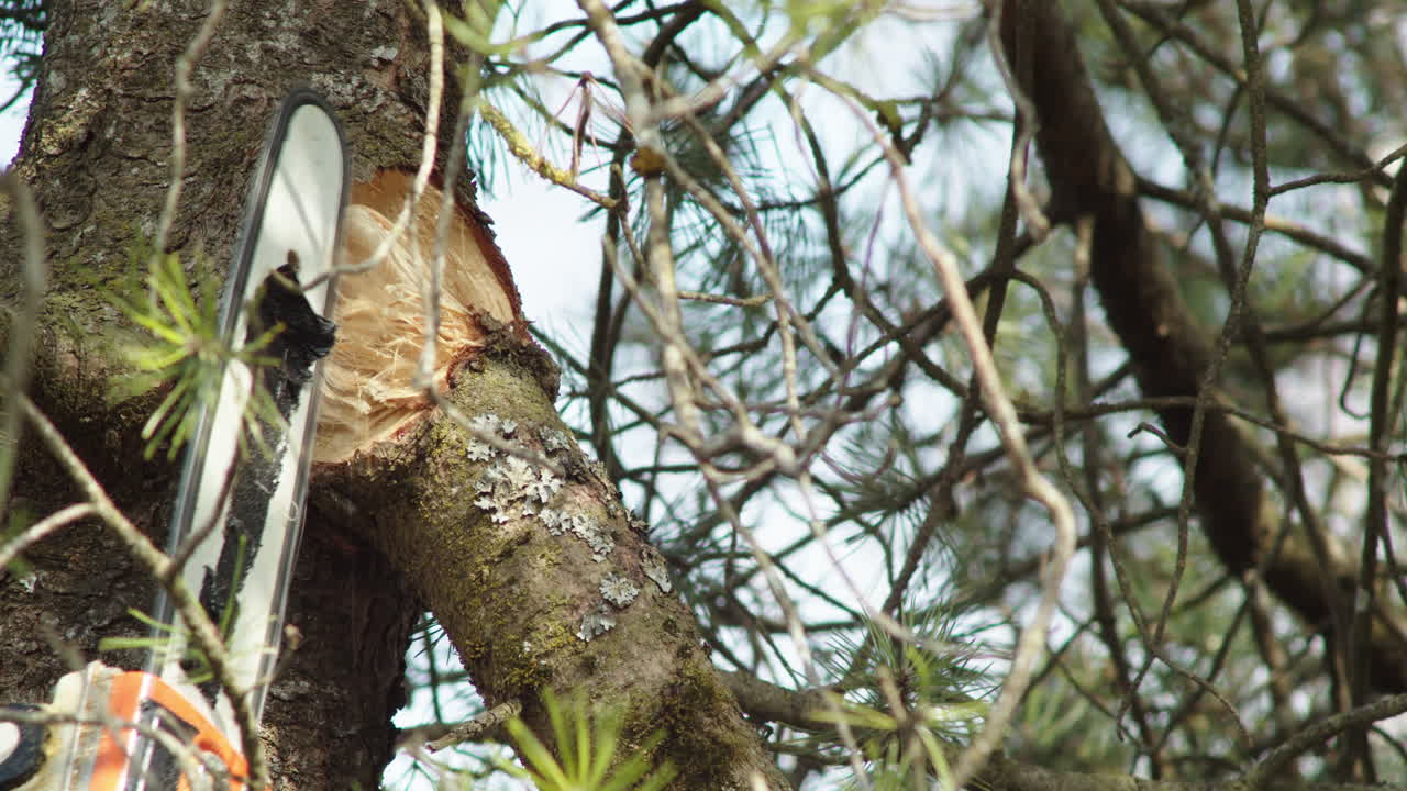 primer plano, motosierra tratando de aserrar una rama rota en lo alto de un árbol