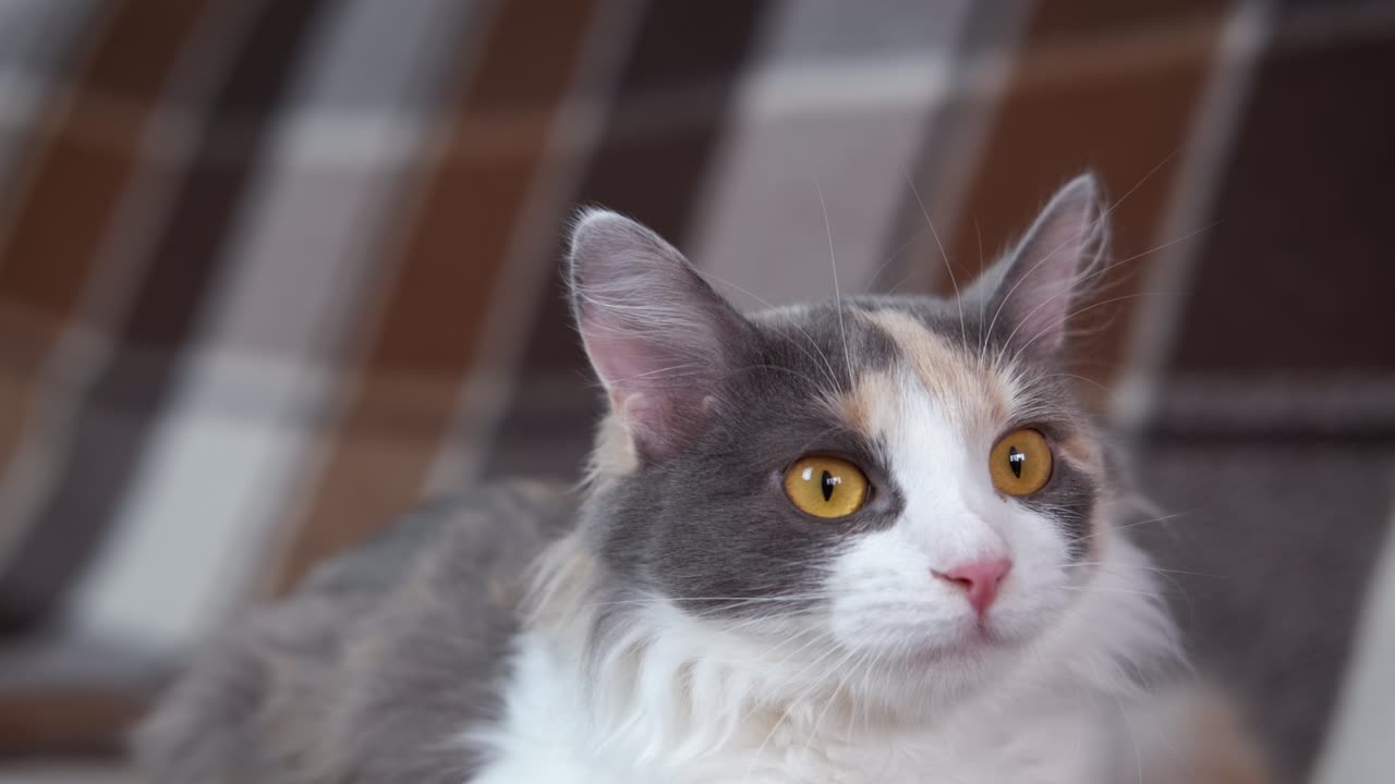 고양이와 함께 아한 집.