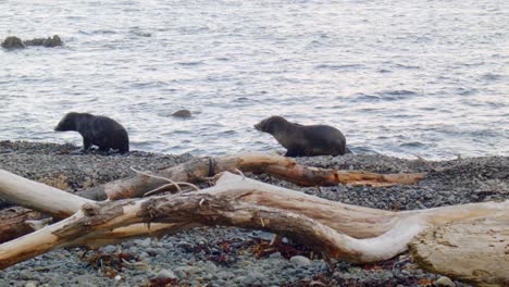 two fur seal pups walking past the camera on a stoney beach on the wellington south coast, new zealand