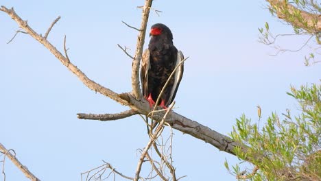 cometa de pico rojo posado en una rama de árbol