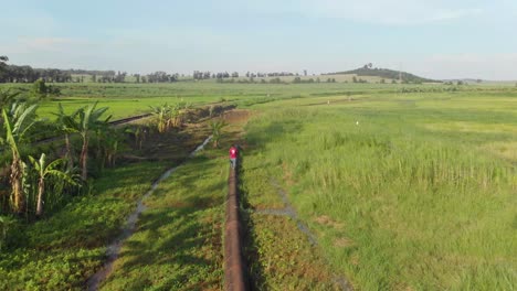 Toma-Aérea-De-Una-Persona-Caminando-A-Lo-Largo-De-Un-Oleoducto-En-Pantanos-Y-Campos-De-Arroz-En-África