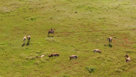 drone aerial footage of blesbok antelope herd laying in the long grass african grass plains