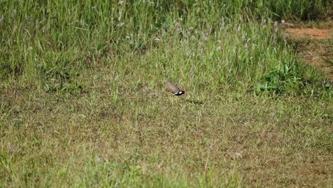 Pájaro-Avefría-De-Barbas-Rojas-Picoteando-Hierba-En-Un-Campo-De-Hierba-Ventoso