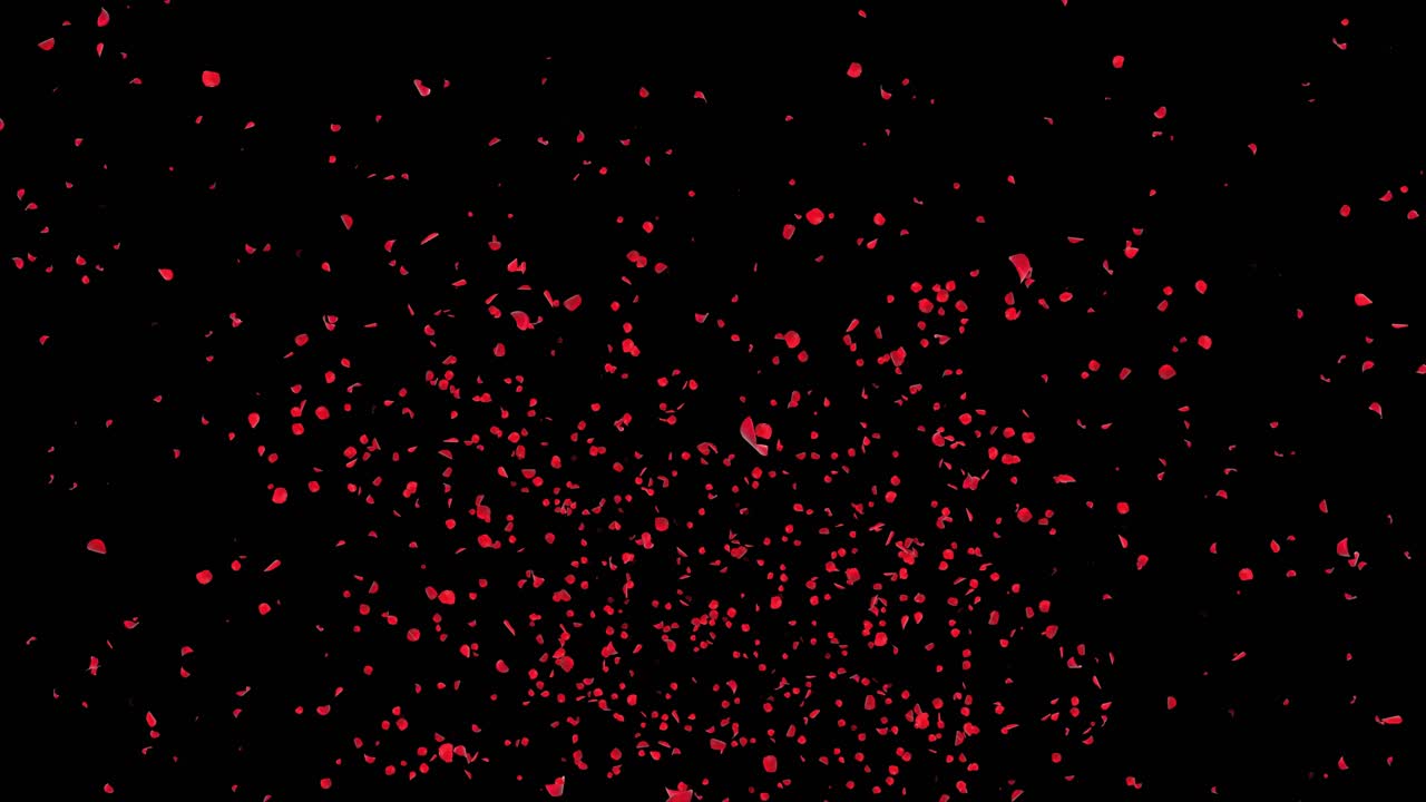 Sakura petals falling down romantic pink red flowers falling rain loop background green screen love