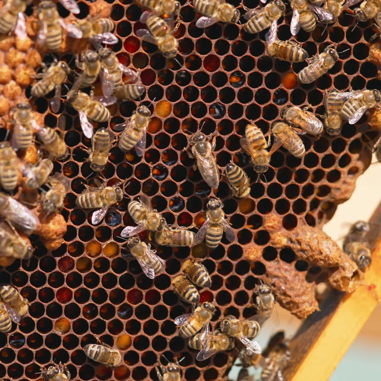 Natural organic honey bees making. Close up of agriculture beekeeping