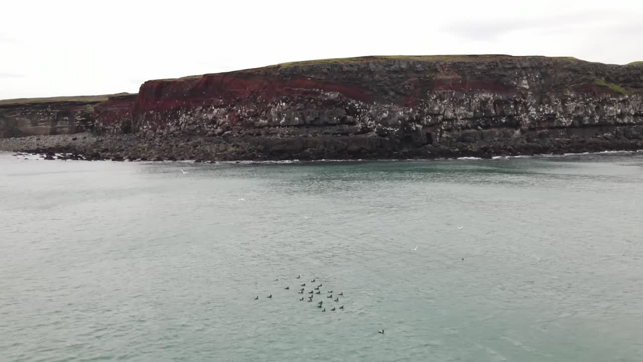 アイスランドの海岸線と鳥