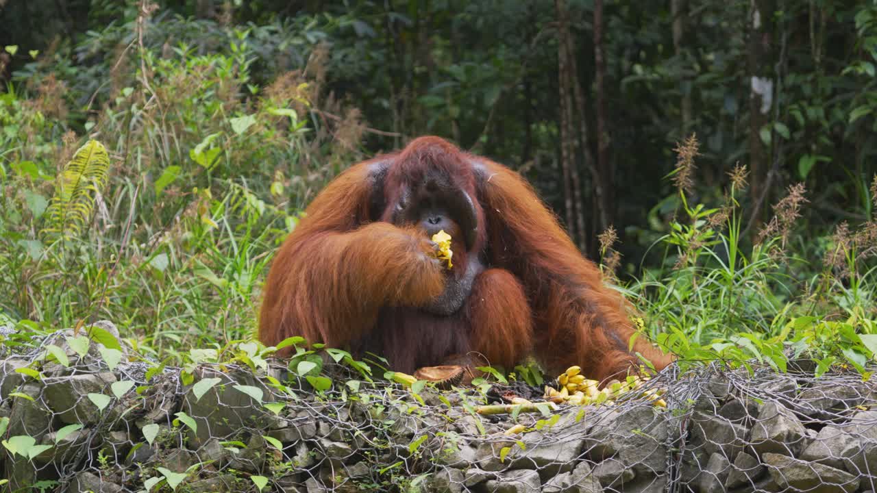 Sarawak, Malezya'daki Borneo adasında, doğal orman ortamında sakin bir şekilde muz yiyen vahşi bir Borneo orangutanını gösteren statik vahşi yaşam görüntüsü