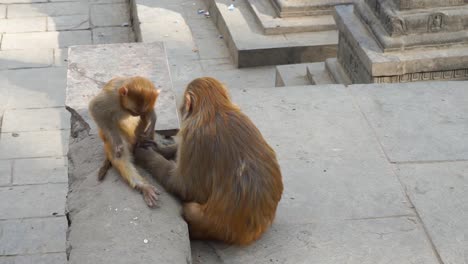 little monkey scratching his leg while his mom protects him