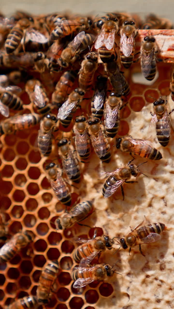 Honeycomb with bee bread. Bees pack organic honey on a honeycomb. Medicinal properties of bee bread. Busy bees working on a frame. Close-up. Vertical video