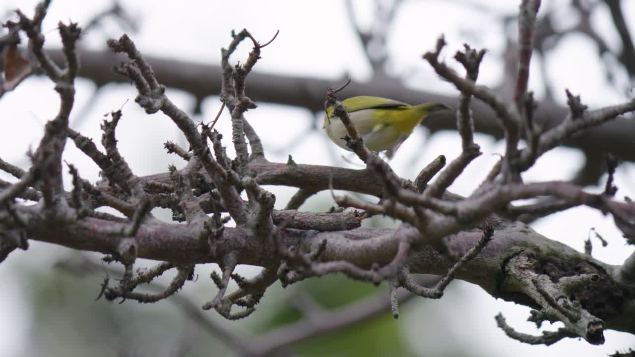 Charming Japanese White-Eye Bird in Tree Branches, Close Up