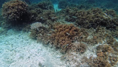 exotic water scene with fish and coral reef