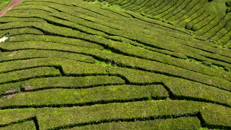 Terrazas-De-Arbustos-De-Té-En-La-Plantación-Cha-Gorreana,-Azores,-Vista-Aérea