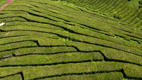 terrazas de arbustos de té en la plantación cha gorreana, azores, vista aérea