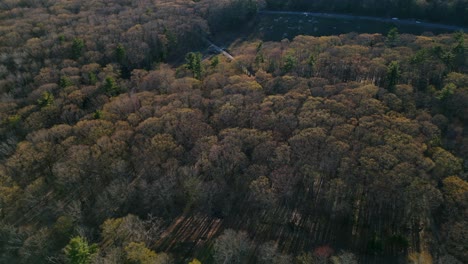 aerial dolly tilt down to thicket of bare trees with long shadows in understory