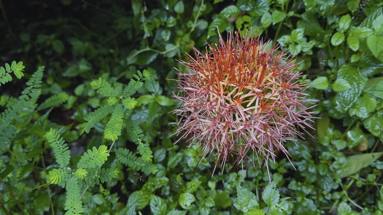 Static close-up shot shows a spiky orange flower blooming amid lush green foliage on Mount Kilimanjaro's moorland, highlighting the mountain's unique alpine flora