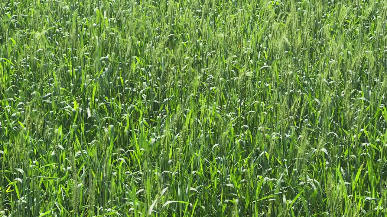 Primo piano di una fitta coltura di cereali verdi con spighe che ondeggiano dolcemente nella brezza leggera, texture naturale di campo agricolo con fresca crescita stagionale alla luce del giorno