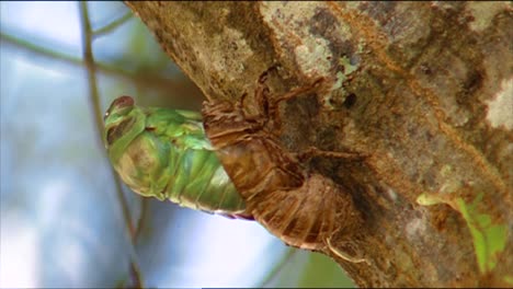 los primeros planos muestran insectos apareándose en un árbol