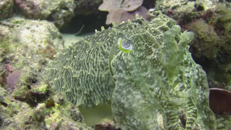 la sepia de club ancho se esconde detrás de un bloque de coral del mismo color, mezclándose perfectamente y volviéndose invisible