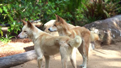 Close-up-shot-of-Australian-native-wildlife-species,-two-Australia's-wild-dogs,-dingo,-canis-familiaris-spotted-wondering-around-the-surrounding-environment-in-bright-daylight