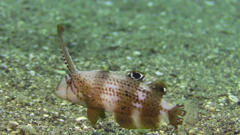 underwater shot of subadult peacock razorfish hovering over sandy seabed