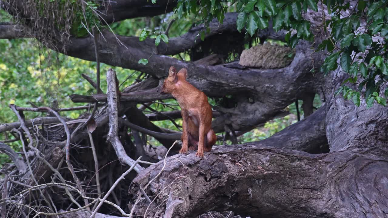 de pie sobre un árbol caído en el bosque girando a la derecha, mira hacia la cámara y se da la vuelta revelando su espalda
