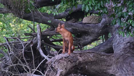 standing on a fallen tree in the forest turning to the right, looks towards the camera and turns around revealing its back