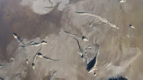 una gran horda de caimán dentro del agua