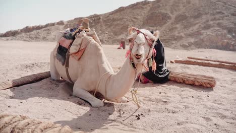 mujer y camello descansando en el desierto