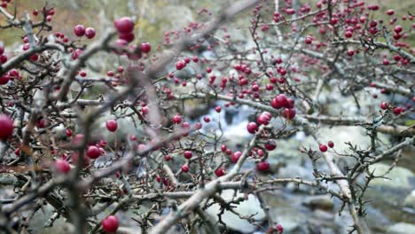 colourful red berries on thorny tree branches over fresh rocky mountain waterfall river dolly right