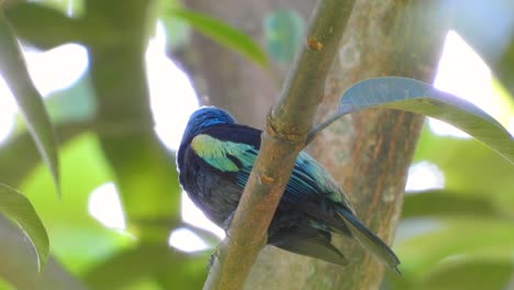 Tangara-De-Cuello-Azul-Naturaleza-Hábitat-Natural-Ave-Aviar-Nativa-Sudamericana