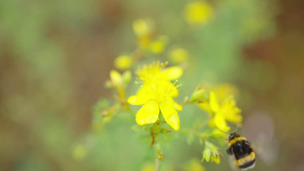 Abelha voando em direção a uma flor de Lysimachia nummularia para coletar pólen.