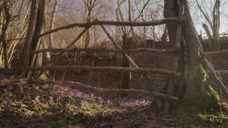 rustic wooden fence in a quiet forest clearing with early spring flowers blooming on the ground