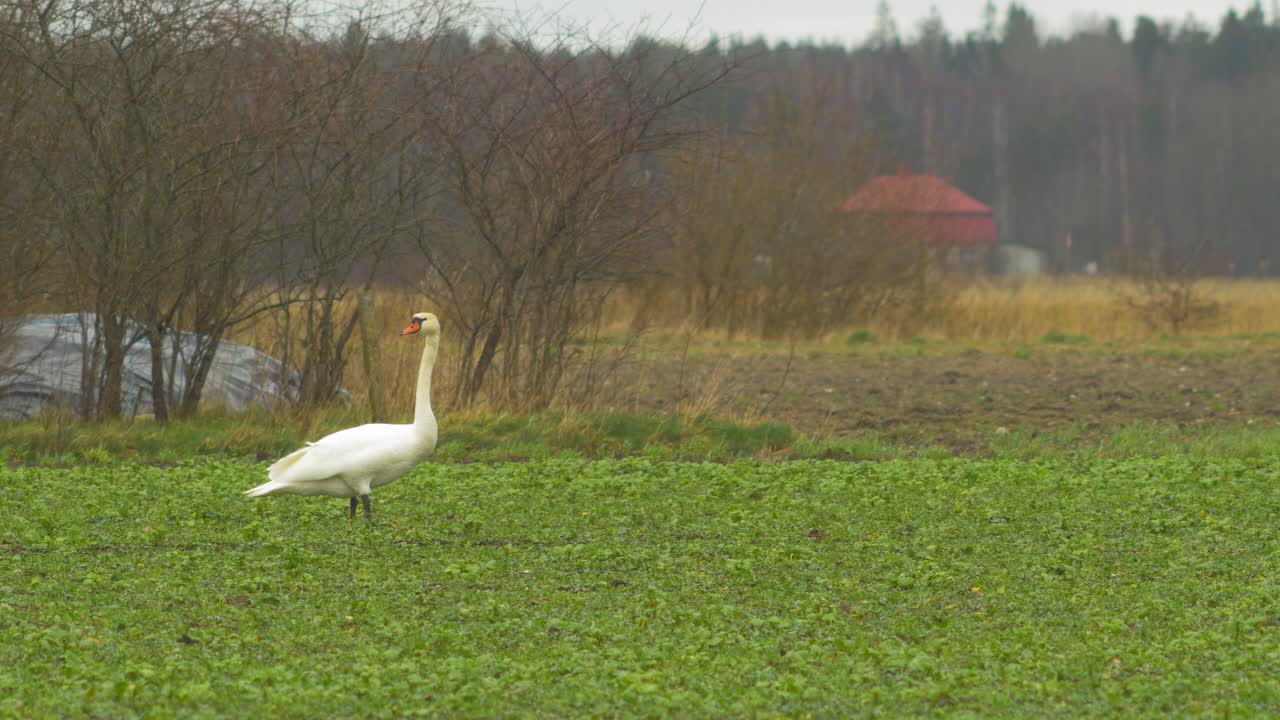 cisne mudo blanco único relajándose y mirando en un campo de violación verde en un día de primavera nublado, plano medio desde la distancia