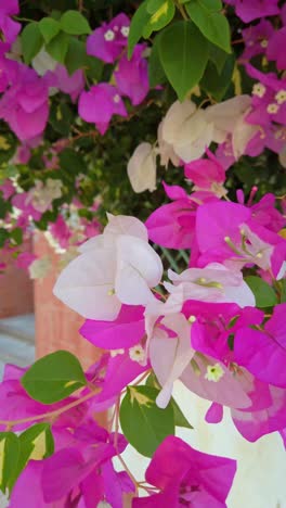 blooming bougainvillea. pink bougainvillea flowers. floral background.