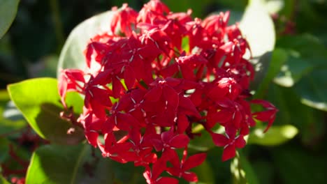 Ixora-Planta-Arbustiva-De-Flores-Tropicales-Con-Racimos-De-Florecillas-Rojas