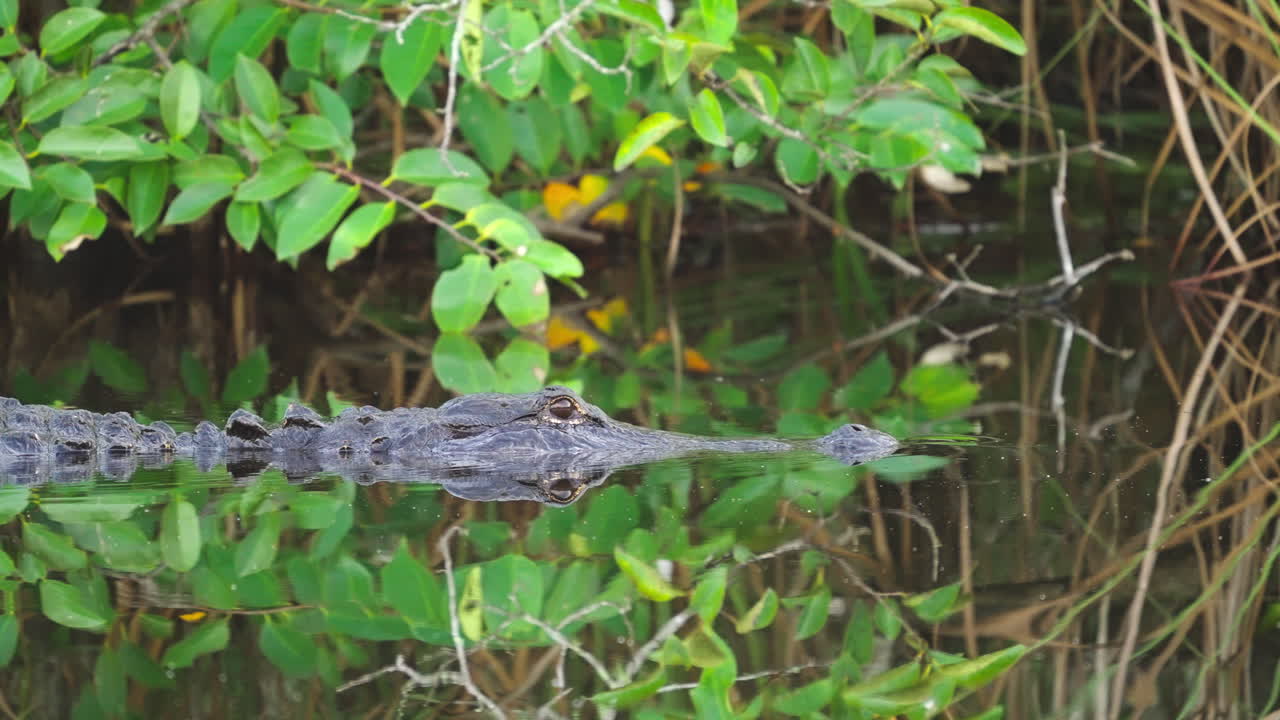 Alligator Head Slowly Moving Across Water 5
