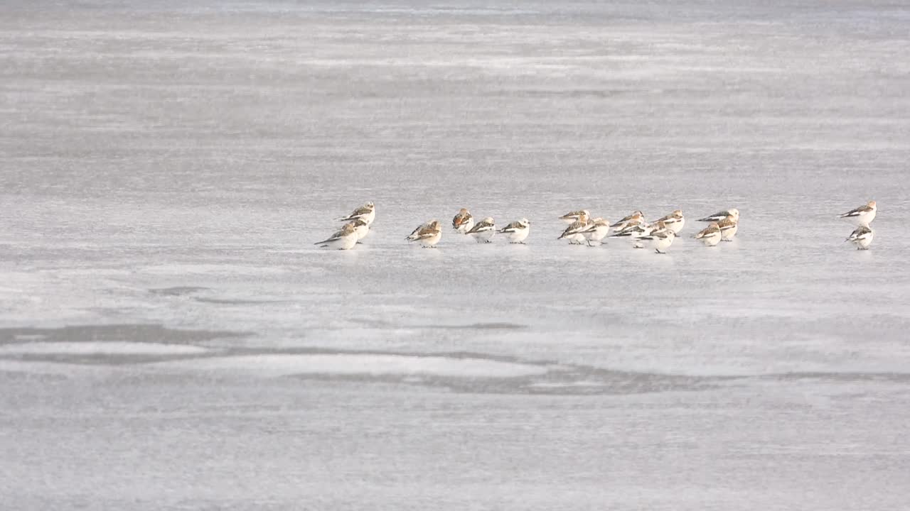 Flock of sanderlings forage in shallow coastal water