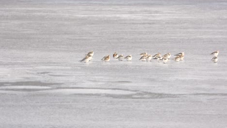 flock of sanderlings forage in shallow coastal water