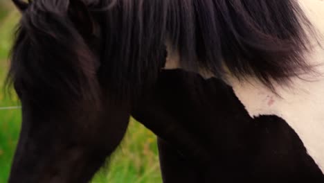 Shots-of-friendly-icelandic-horses-at-the-farm