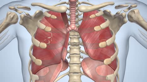 illustration of the human thoracic cavity focusing on the lungs, ribcage, and surrounding structures, highlighting the anatomy and function of the respiratory system